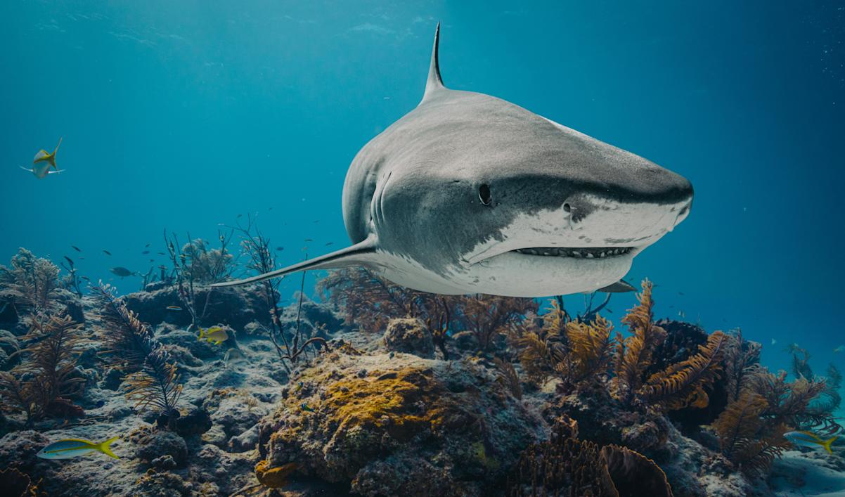 Shark swimming in the water