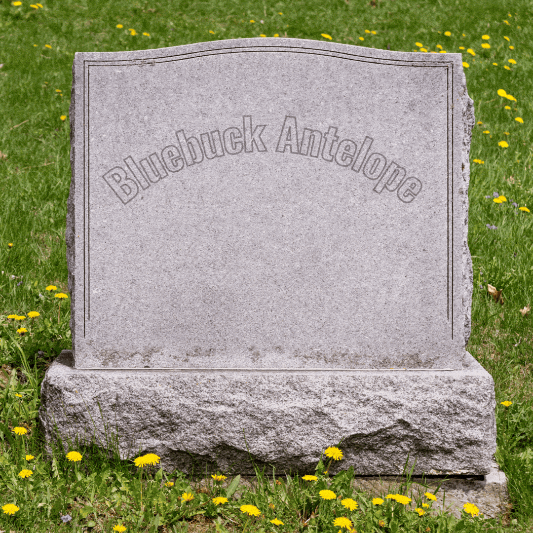 An antelope moves in front of a tombstone.